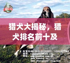 獵犬大揭秘，獵犬排名前十及詳細(xì)圖片介紹