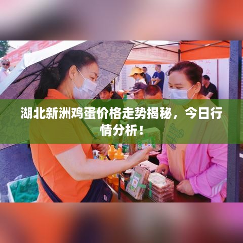 湖北新洲雞蛋價(jià)格走勢(shì)揭秘，今日行情分析！