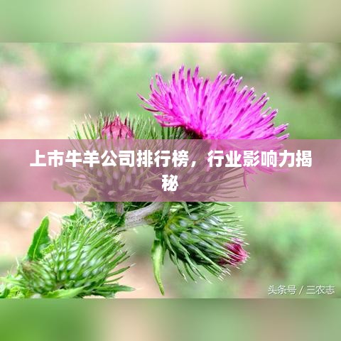 上市牛羊公司排行榜，行業(yè)影響力揭秘