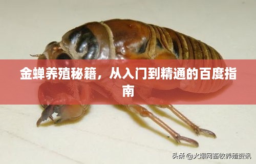 金蟬養(yǎng)殖秘籍，從入門(mén)到精通的百度指南