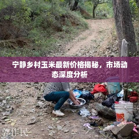 寧靜鄉(xiāng)村玉米最新價格揭秘，市場動態(tài)深度分析