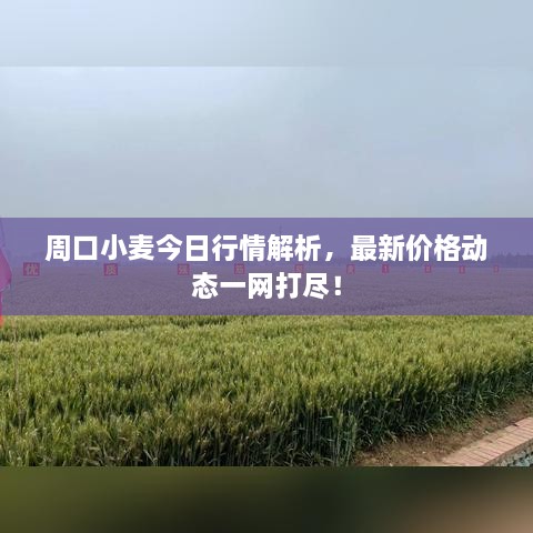 周口小麥今日行情解析，最新價(jià)格動(dòng)態(tài)一網(wǎng)打盡！