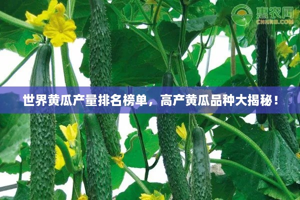 世界黃瓜產(chǎn)量排名榜單，高產(chǎn)黃瓜品種大揭秘！