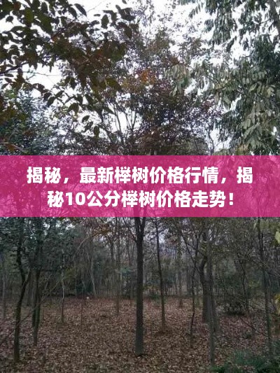 揭秘，最新櫸樹價格行情，揭秘10公分櫸樹價格走勢！