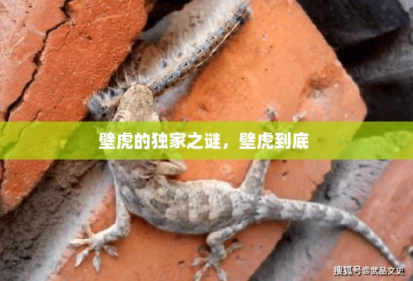 壁虎的獨家之謎，壁虎到底 