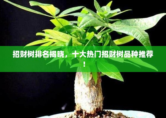 招財(cái)樹排名揭曉，十大熱門招財(cái)樹品種推薦！