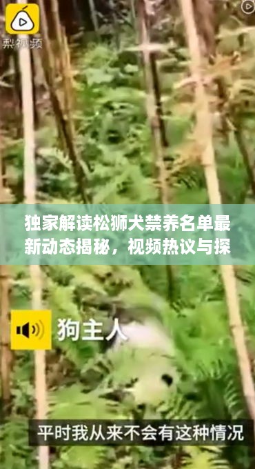 獨(dú)家解讀松獅犬禁養(yǎng)名單最新動(dòng)態(tài)揭秘，視頻熱議與探討