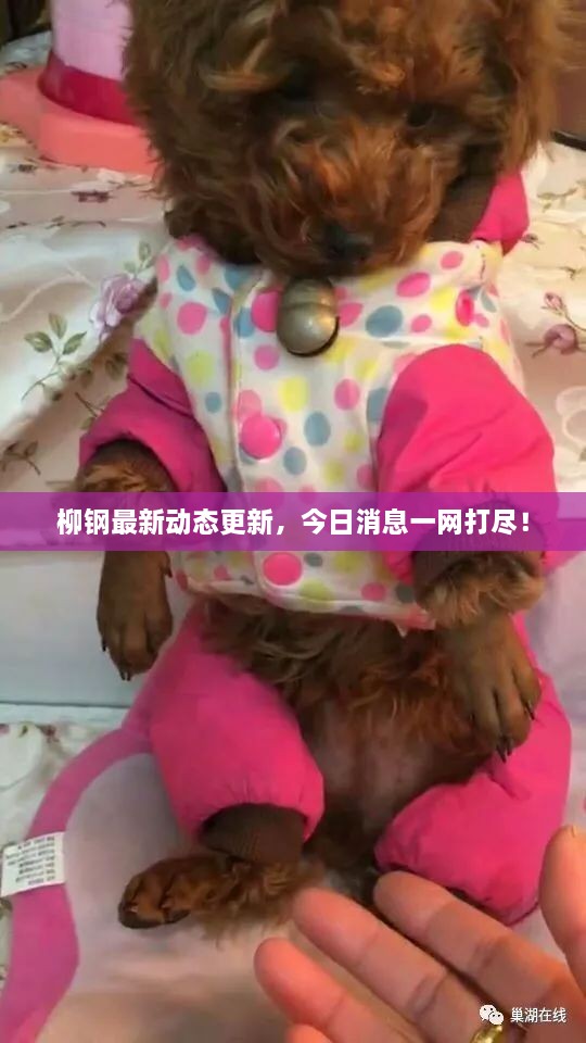柳鋼最新動態(tài)更新，今日消息一網(wǎng)打盡！