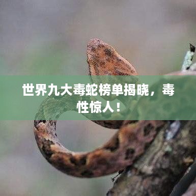 世界九大毒蛇榜單揭曉，毒性驚人！