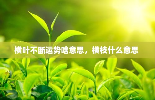 橫葉不斷運勢啥意思，橫枝什么意思 
