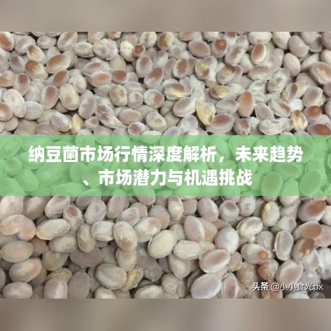 納豆菌市場行情深度解析，未來趨勢、市場潛力與機遇挑戰(zhàn)