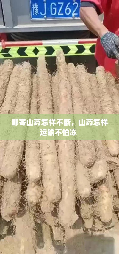 郵寄山藥怎樣不斷，山藥怎樣運(yùn)輸不怕凍 