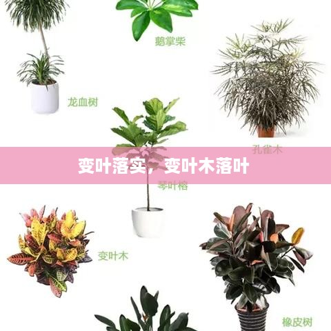 變葉落實，變葉木落葉 