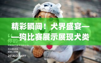 精彩瞬間！犬界盛宴——狗比賽展示展現(xiàn)犬類魅力